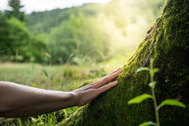 Best Commercial Tree Removal  in USA